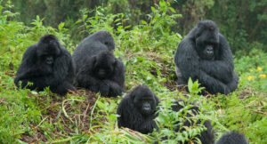 gorilla uganda safaris