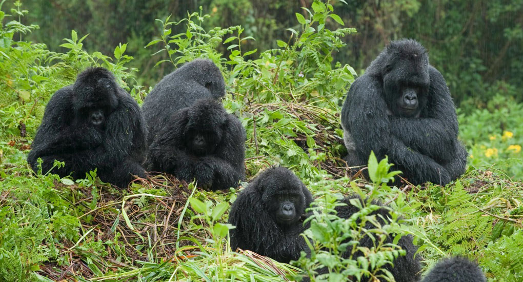 Gorilla Trekking in Bwindi impenetrable national Park