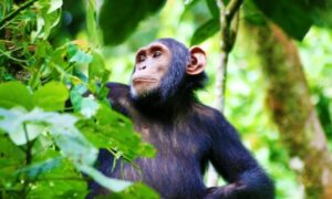 uganda gorilla tours 