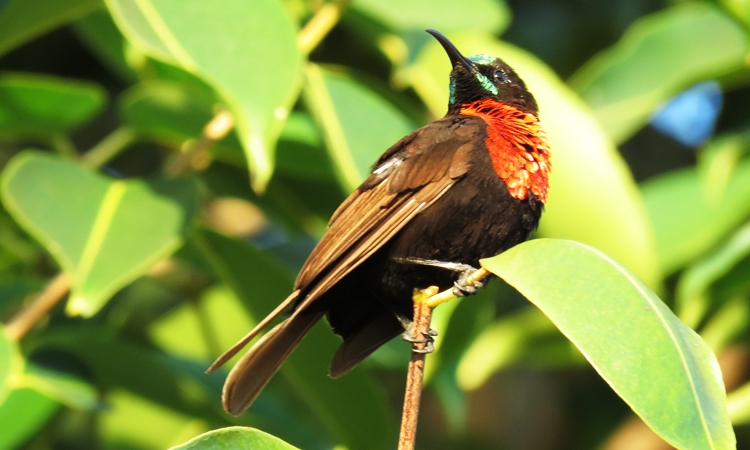 Arabuko-Sokoke forest ebirding kenya tour