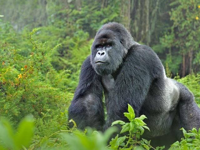 Rwanda-Kenya gorilla trekking