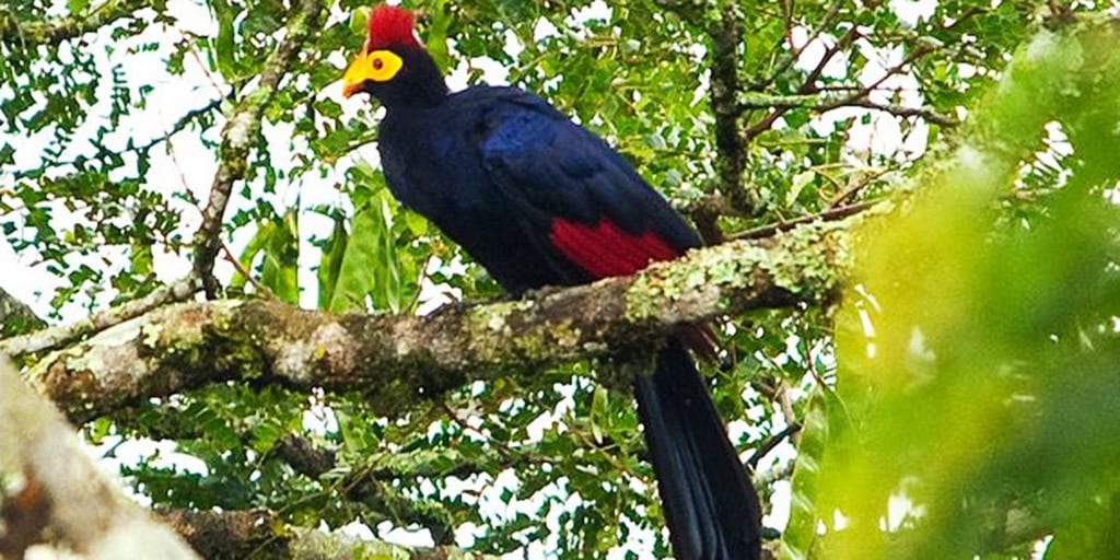 Volcanoes National Park Rwanda birding