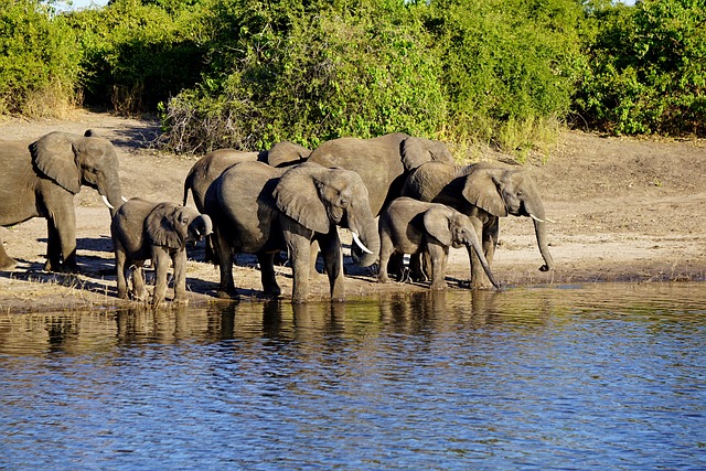 chobe national park