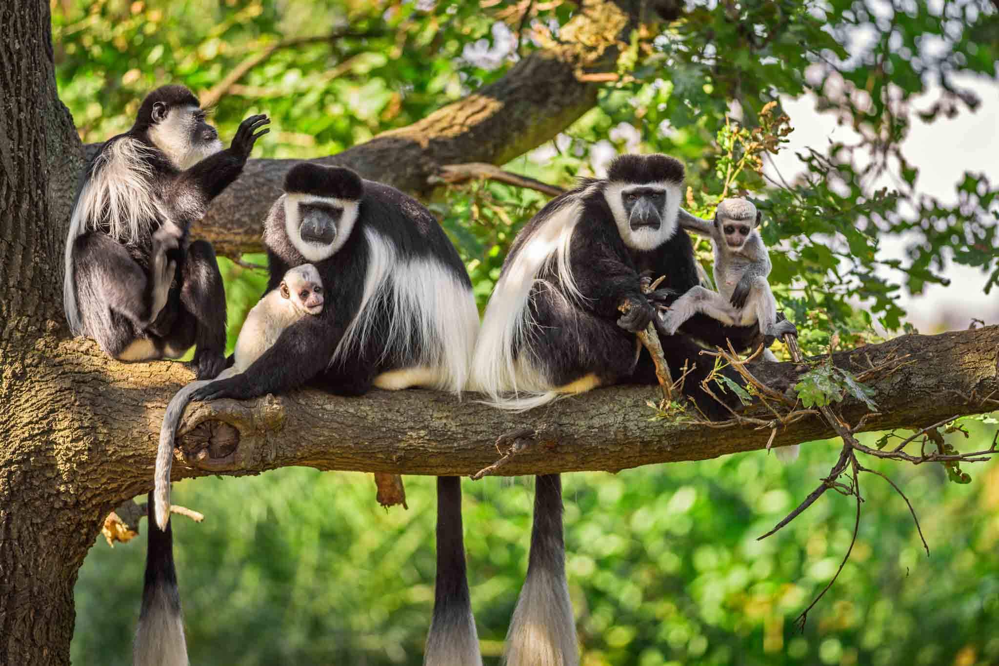 Arusha national park Tanzania 