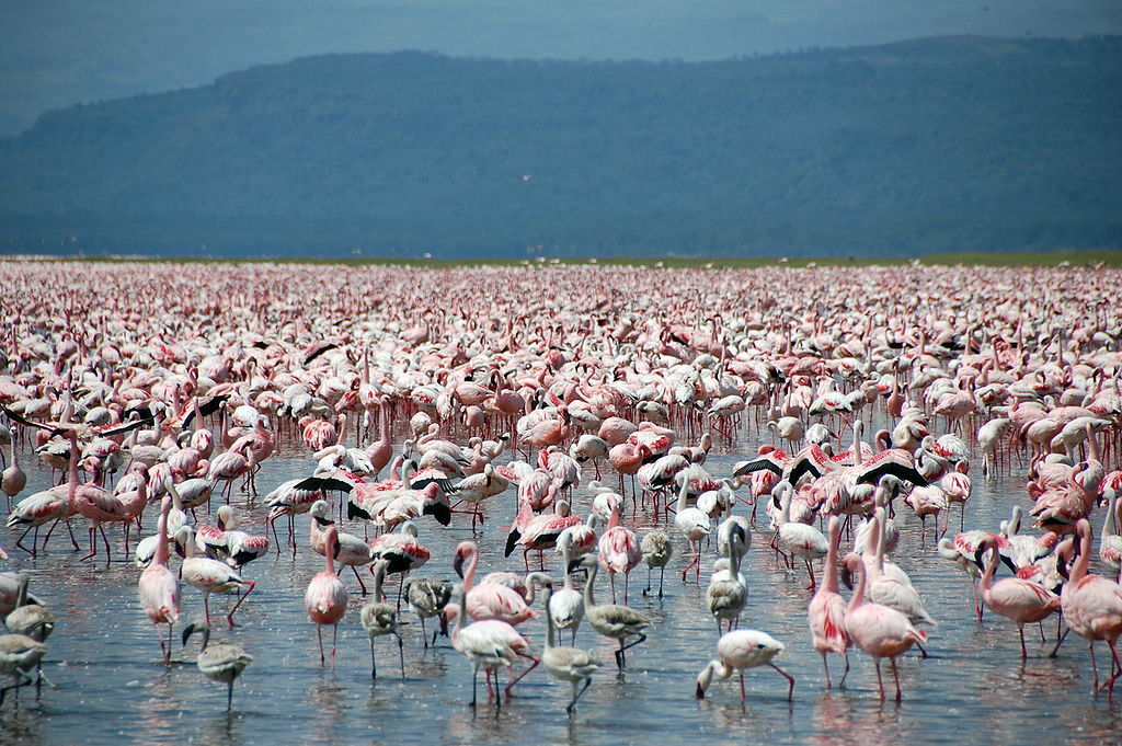 Lake Naivasha kenya birding
