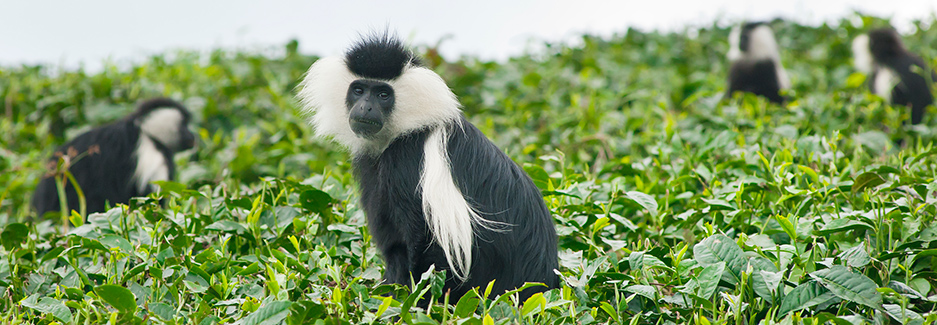 Gishwati Mukura National Park