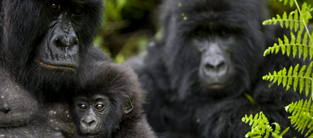 Gorilla trekking Rwanda safaris