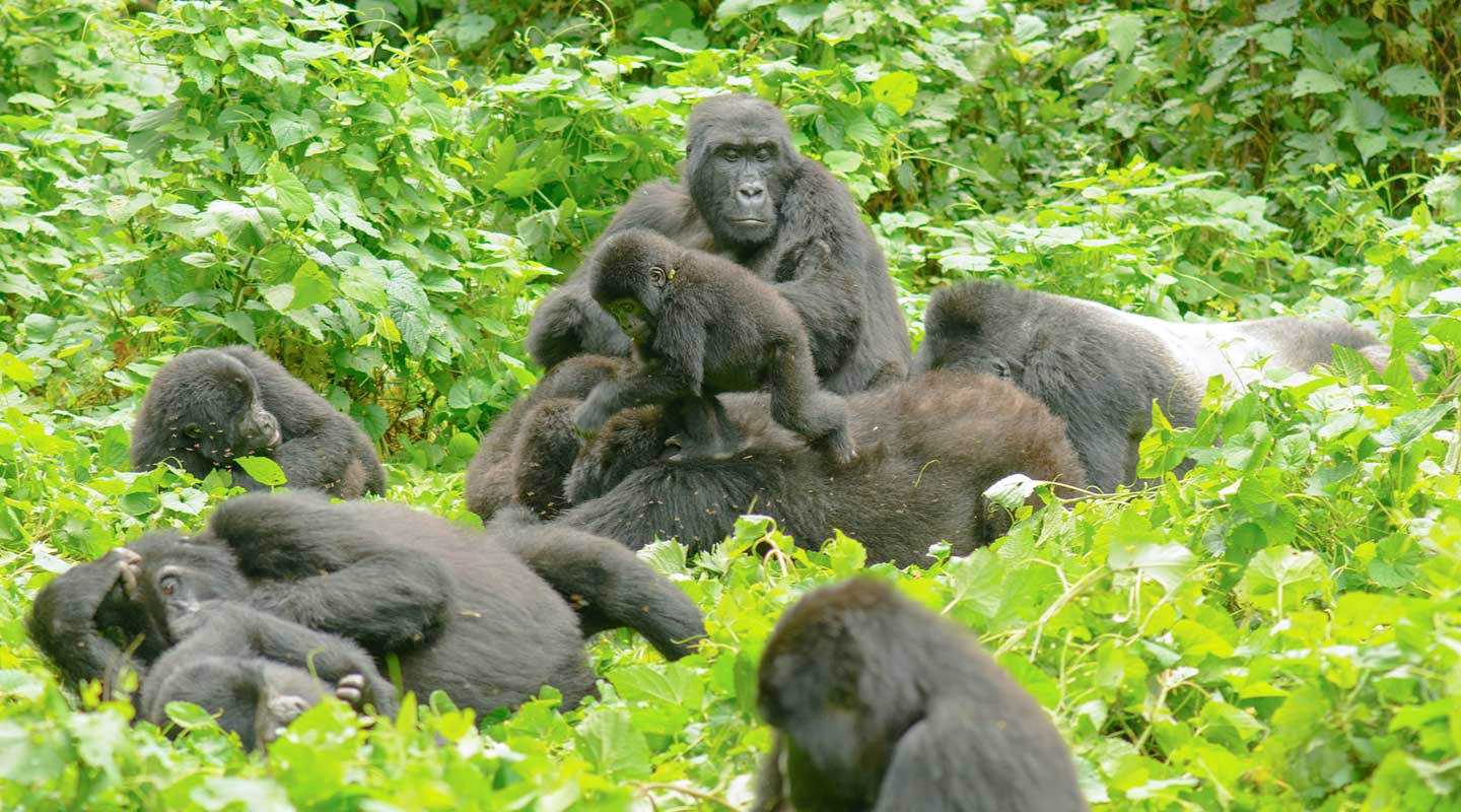 Gorilla Trekking in Bwindi impenetrable forest National Park