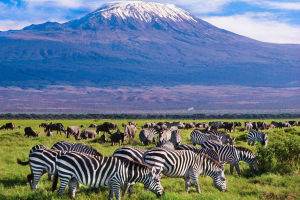 mount Kilimanjaro national park animals/ activities 