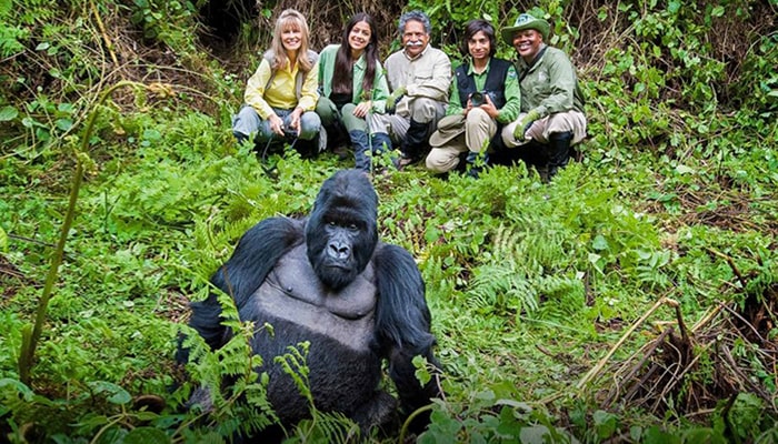 mount gorilla trekking 