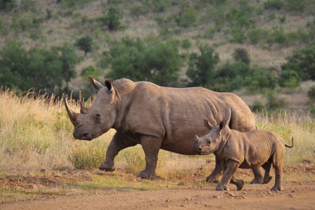 Uganda Rhinos