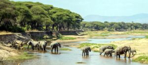 Ruaha national park Tanzania 
