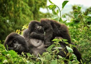 Uganda gorilla trekking 
