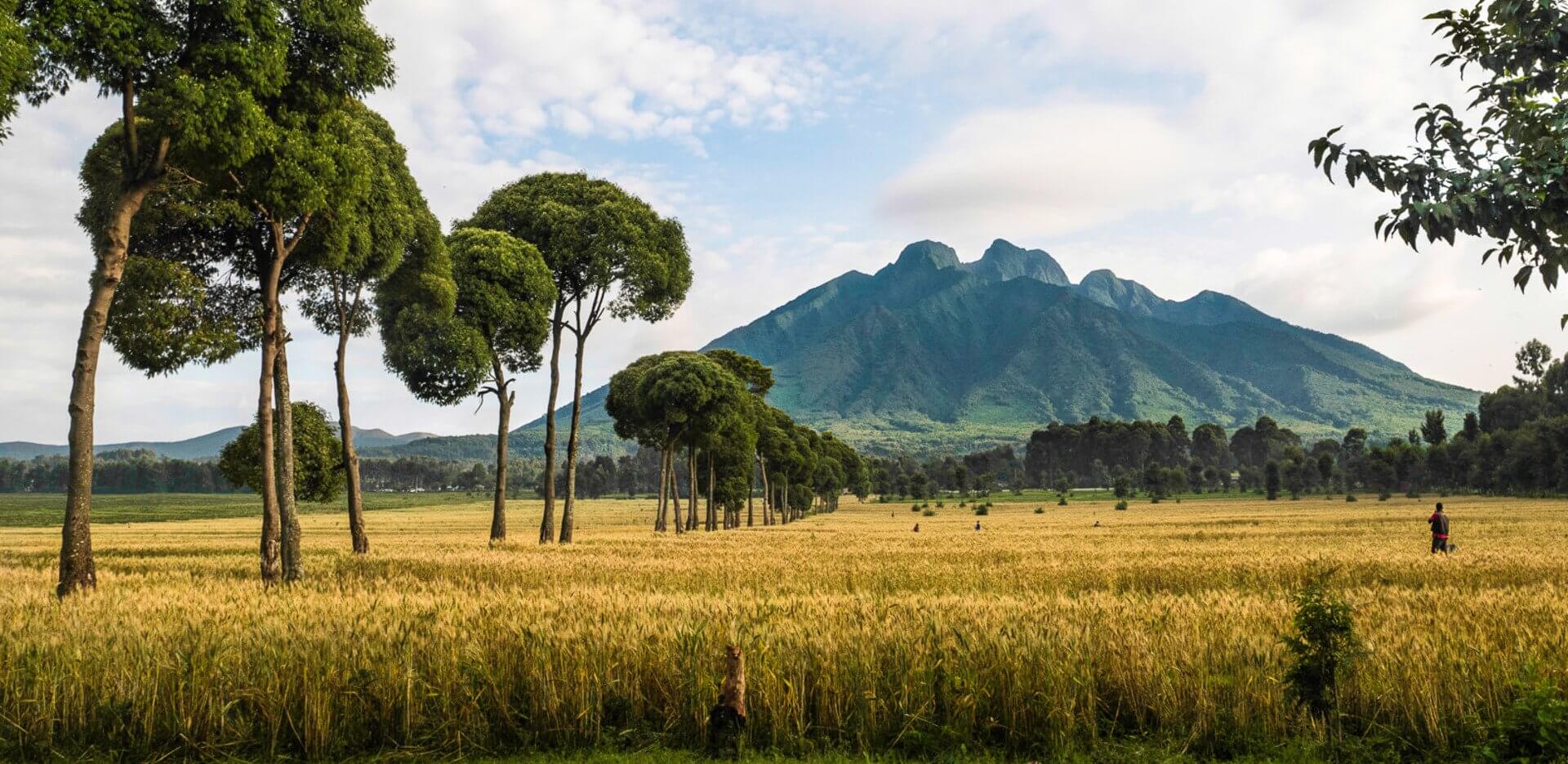 Volcanoes national park Rwanda