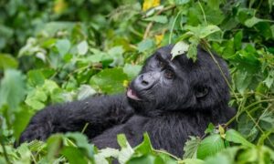 6 days rwanda primates safari