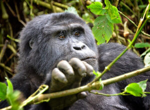  gorilla uganda 5 Days Uganda Gorillas & Chimpanzee Tracking