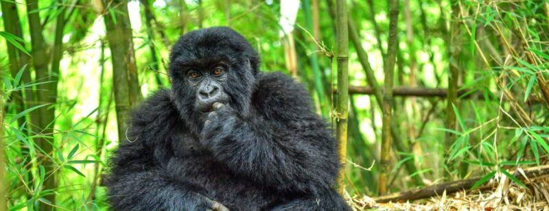 Rwanda Primates safari