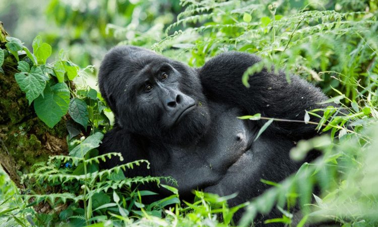 6 Days safari in Rwanda gorilla trekking safaris