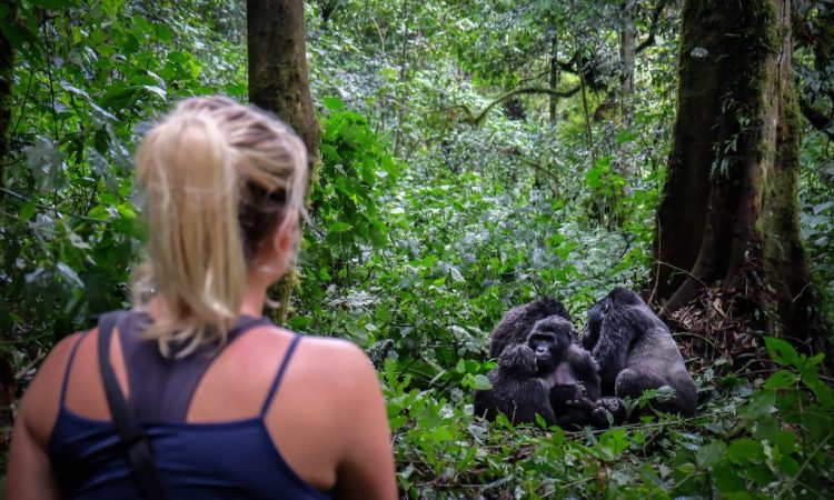 Gorilla treks in Uganda - Bwindi Impenetrable National Park i