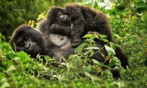 rwanda safari tour