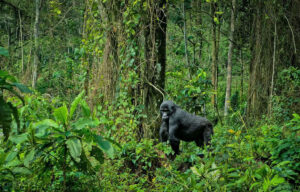 rwanda vs uganda gorilla trekking