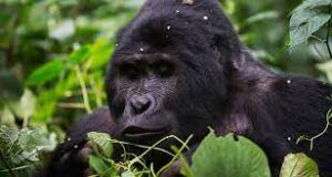 3 days bwindi impenetrable forest uganda