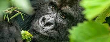 Uganda chimpanzee attacks, 5 Days Uganda Gorillas & Chimpanzee Tracking