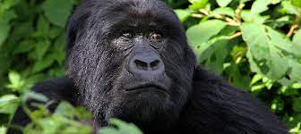 uganda rwanda gorilla tours
