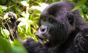uganda rwanda gorilla trekking