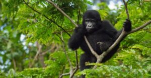 uganda chimpanzee trekking, 5 Days Uganda Gorillas & Chimpanzee Tracking