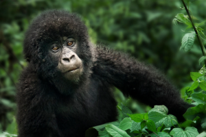 5 Days Uganda Gorilla Trekking & Wildlife Safari