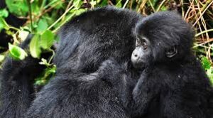 3 day bwindi impenetrable national park gorillas