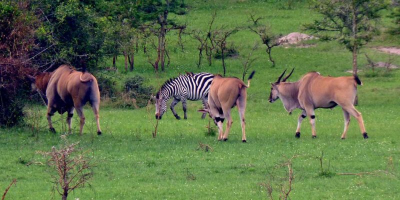 animals in lake mburo national park