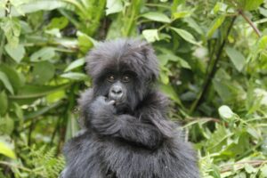 1 day gorilla trekking Uganda