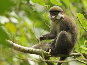 Mabira forest reserve Mangabey monkey tracking