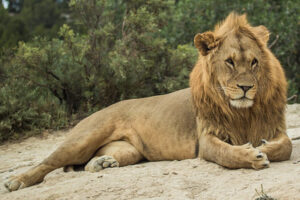 5 days Uganda wildlife and gorilla trekking safari