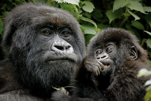  3 days gorilla trekking rwanda reviews