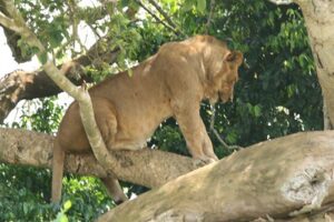 5 days Uganda wildlife and gorilla trekking safari