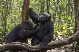  5 day gorilla trekking Uganda bwindi