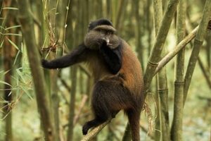 golden monkey trekking Uganda