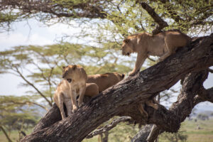 18 days discover East Africa (Uganda, Rwanda, Kenya & Tanzania) safari