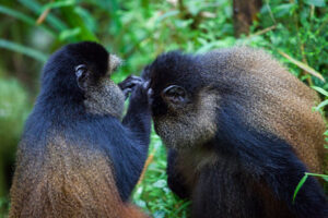 4 days Uganda Gorilla trekking and golden monkey trekking