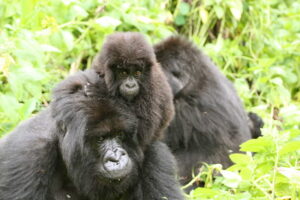 4 days Rwanda Gorilla trekking and Dian Fossey hike safari