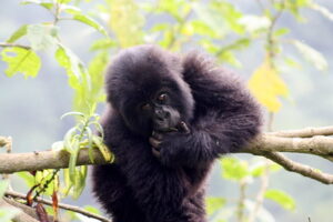 mountain gorilla trekking rwanda