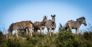 18 days discover East Africa, zebras