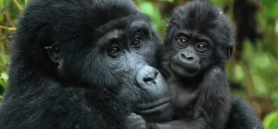 3 Days Rwanda Gorilla Safari