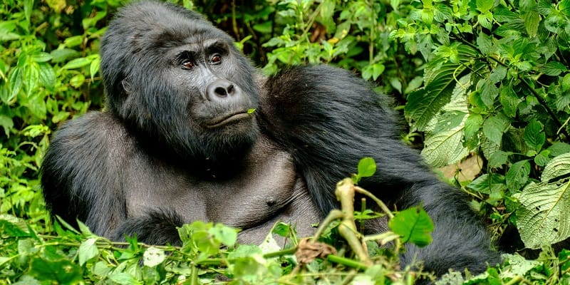 3 days gorilla trekking bwindi