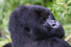 gorilla trekking 4 week africa itinerary