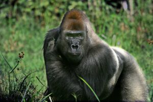 Uganda Safari Gorilla and Chimpanzee