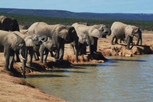 6 day safari south africa